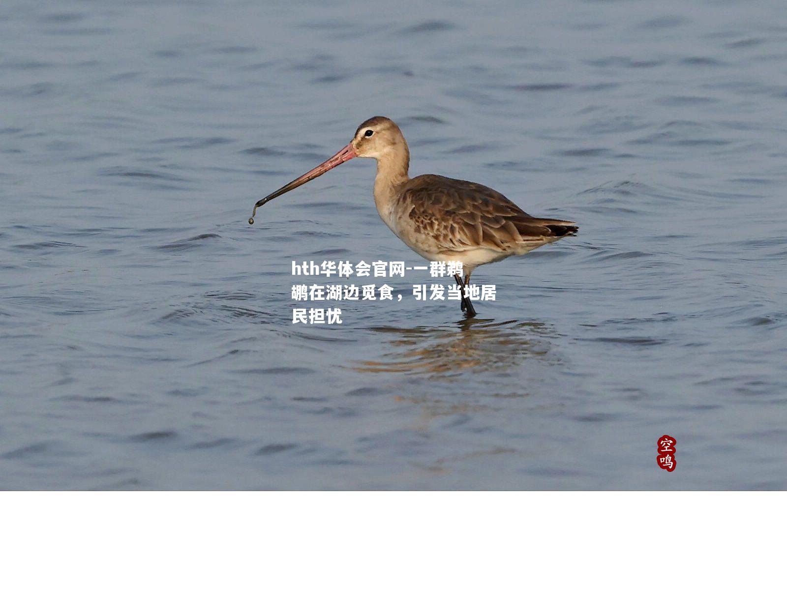 一群鹈鹕在湖边觅食，引发当地居民担忧